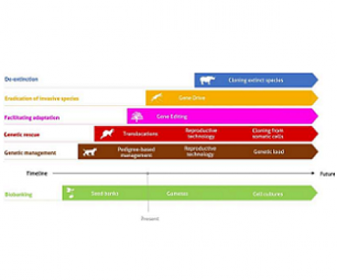 Feasibility of conservation areas and the different genomic and biotechnological tools. Each line and color presents one of the main conservation problems. The timeline indicates the feasibility of the listed tools for current and future potential conservation applications. Credit: DOI: 10.1007/s10592-021-01415-5
