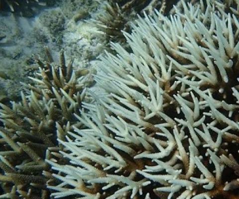 Bleached Staghorn Acroporas in Tumon Bay, Guam. Credit - Guam Bureau of Statistics and Plans.