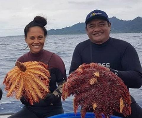 Crown of thorns hunters John Beasley, Kura Happ, and Dr Teina Rongo. Credit - https://www.cookislandsnews.com/                   