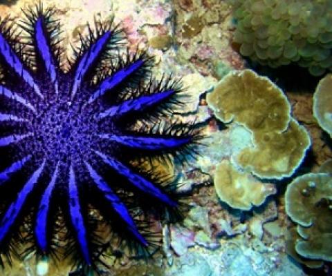 Like other organisms, the crown-of-thorns starfish passes its DNA into the surrounding environment. Credit - PantherMediaSeller/Depositphotos