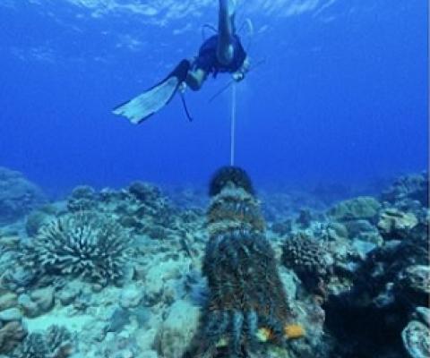 Credit - Konini Rongo