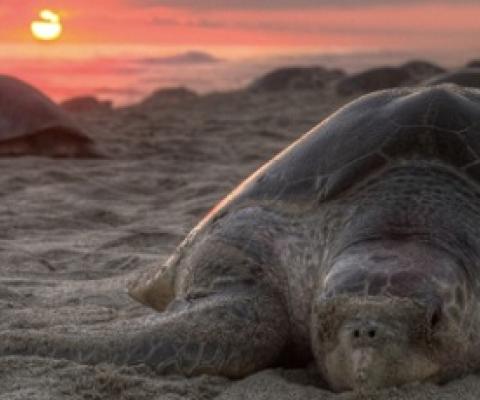 Wildlife conservation needs a post-COVID recovery plan. Credit - Mongabay.com