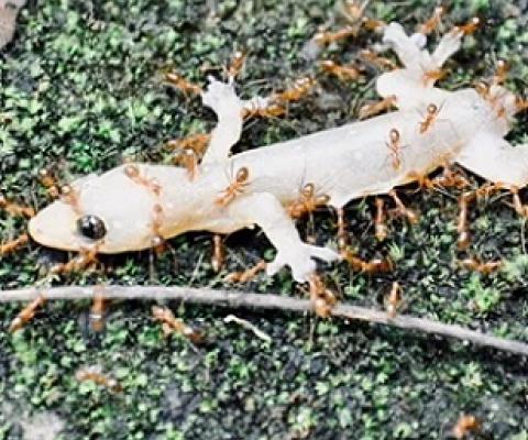 Yellow crazy ants, such as these attacking a gecko, are among thousands of invasive species causing ecological and economic havoc. Dinakarr, CC0, Wikimedia Commons