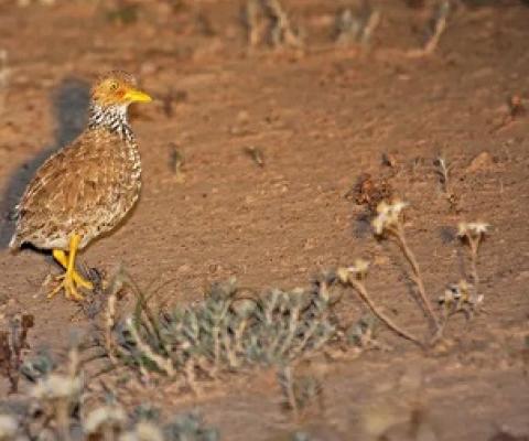 The critically endangered plains wanderer, the world’s most unique bird, once lived in these grasslands. Shutterstock