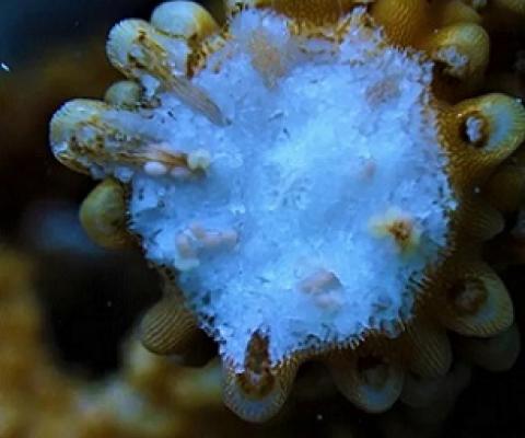 Gamete bundles can be seen in a staghorn coral (Acropora cervicornis) as tiny pink packages of egg and sperm. These are released during “spawning,” the process of coral sexual reproduction. HANNA KOCH/Mote Marine Lab