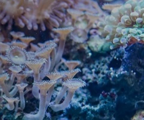 coral reef. Credit - Pixabay