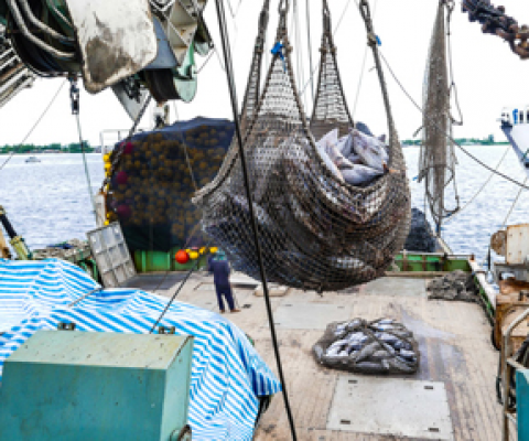 Report indicates Pacific tuna fisheries weathering COVID-19 well. source - https://www.seafoodsource.com/