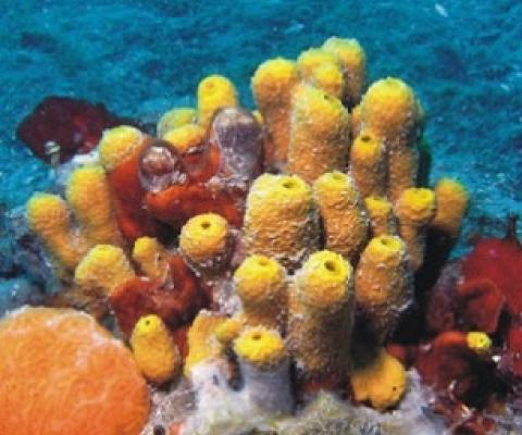 Coral reefs in the Northern Adriatic, are rocky outcrops of biogenic carbonate formations built by marine organisms. Credit: National Institute of Oceanography and Experimental Geophysics, Italy