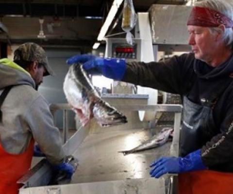This March photo shows a small load of pollack being sorted as it comes off a boat at the Portland Fish Exchange in Portland, Maine.  File photo | Associated Press