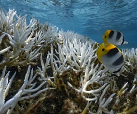 Coral reefs in French Polynesia. credit - Getty Images
