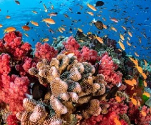 Coral reefs. Credit - National Geographic