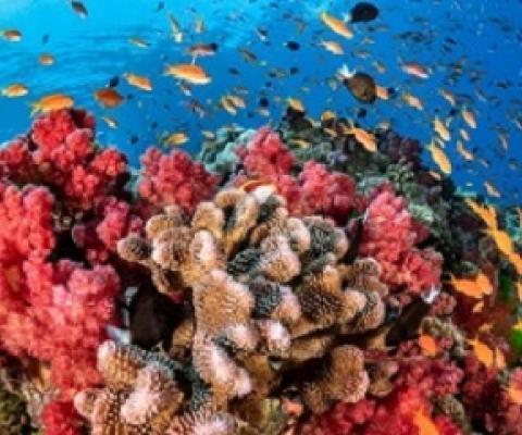 Coral reefs. Credit - National Geographic