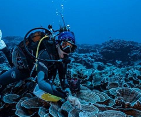 A researcher takes a small sample from the newly discovered coral reef. Credit - Alexis Rosenfeld