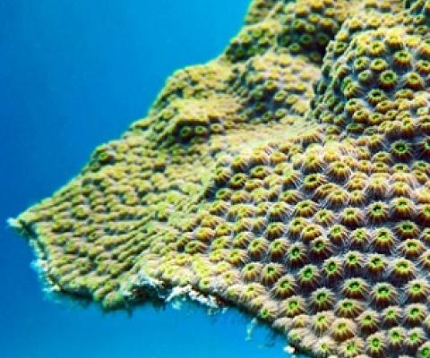 "Corals are the foundation for one of the most important ecosystems in the world," says Todd LaJeunesse. "They support significant amounts of biodiversity, protect our shorelines from storms, provide habitat for our fisheries, and boost our economies with their opportunities for tourism." (Credit: Penn State)