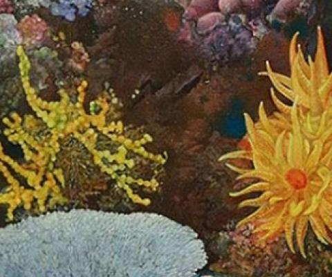 World Needs Alternatives to Protect Rainforests of the Sea: Policy Brief. Credit - Photo by IISD/ENB | Kiara Worth - 