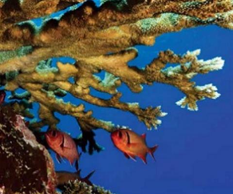 NMFS extends comment period for setting critical habitat for Pacific corals. Credit - https://www.pacificislandtimes.com/