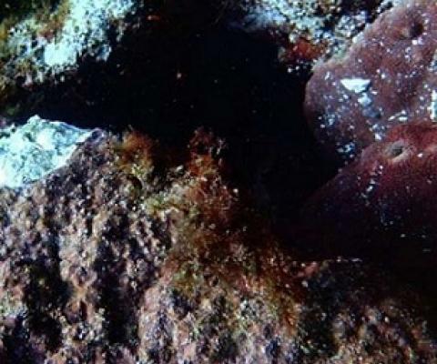 Researchers find that most coralline algae are negatively affected by ocean acidification, but some species may be more resilient than others. Credit: University of Tsukuba