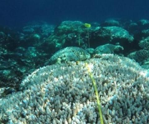 New partnership to help manage coral reefs. credit -  Coral Check France