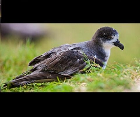 In December 2020, a cultural working group in Hawai‘i birthed a new name for the Bonin petrel, nunulu; in Hawaiian, the word means growling, warbling, or reverberating. Photo by Rebecca Jackrel/Alamy Stock Photo