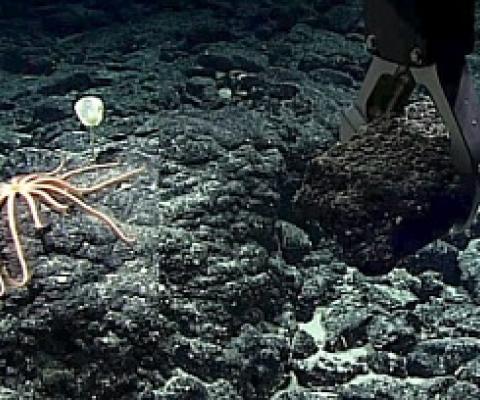 Deep sea mining. credit - Monica Evans, Mongabay.com
