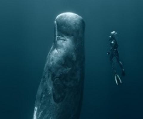 A new report analysing over 250 peer reviewed scientific articles finds that the impacts of mining deep sea polymetallic nodules would be extensive, severe, and last for generations