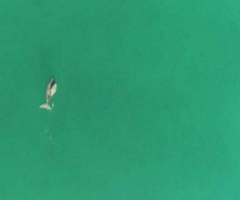 Dugong mother and calf photographed by research drone. Credit: Murdoch University