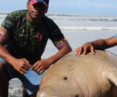 Malelei Veidreyaki with the dead Dugong at Kiuva Beach Tailevu on May 20,2018.Photo:Simione Haravanua.