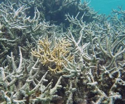 Damaged reef provide very few fish. credit - Andrew McInnis