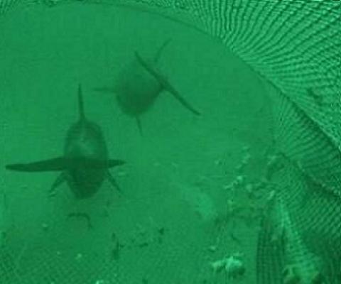 Credit: Dr Simon Allen