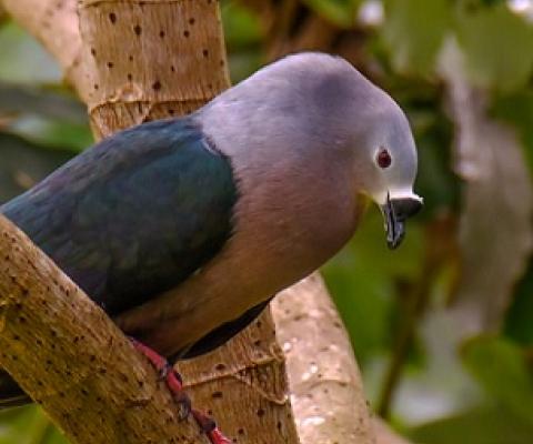 Pacific Pigeon (Ducula pacifica). Photo credit - Rudy Heijmen