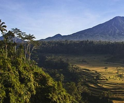 In Bali, Aboriginal people grow crops in the midst of a diverse tropical forest. EDUCATION IMAGES/UNIVERSAL IMAGES GROUP VIA GETTY IMAGES