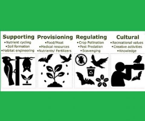 Fig. 1. Examples of bird- and bat-mediated ecosystem services linked to human well-being. All services present opportunities for the development of more sustainable agricultural management. Credit: DOI: 10.1016/j.baae.2021.06.010