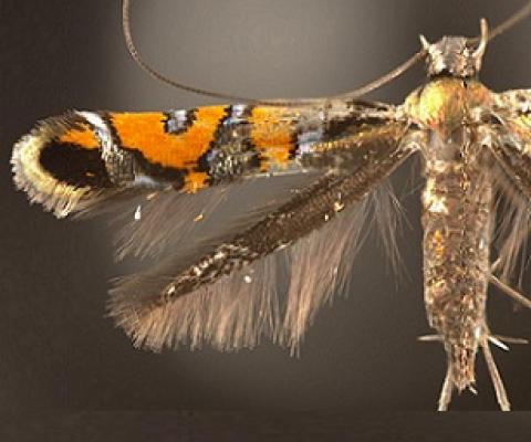 Micromoths are often poorly studied due to their small size, but they can play key roles in their ecosystems. Credit - Chris Johns/Florida Museum of Natural History 