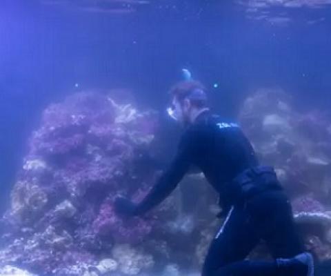 Jeremy Simmons, London Zoo’s senior aquarist, puts coral into the Tiny Giants’ main tank. Photograph: Antonio Olmos/The Observer