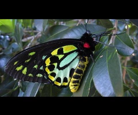 The richmond birdwing butterfly is one of the species found on the protected site at Currumbin Valley. Credit - www.abc.net.au