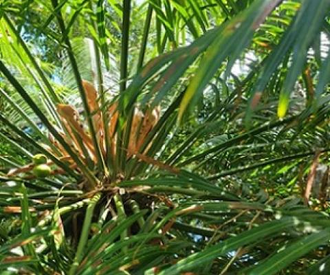 Female fadang tree. Credit - Else Demeulenaere