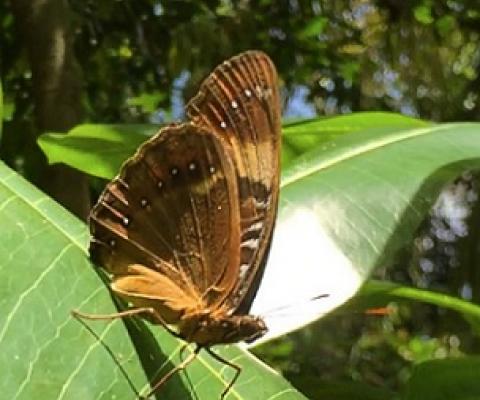 The Mariana eight-spot butterfly is shown in the Guam National Wildlife Refuge's Ritidian Unit. Photo - U.S. Fish and Wildlife Service