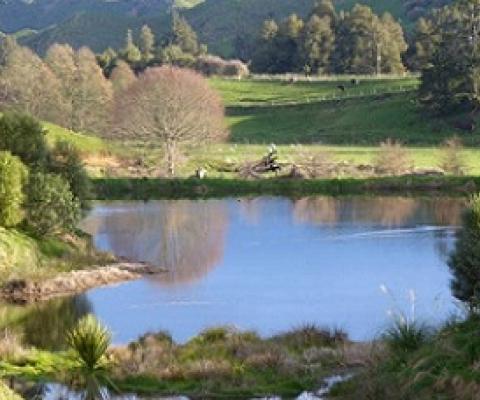 The wetland area where the first restoration planting was carried out. Credit - Mark and Felicity Brough/Stuff
