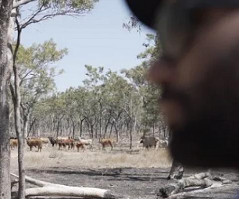 An Indigenous ranger watches feral buffalo. The new SpaceCows program will use AI and satellites to create a virtual replica of how feral herds move through the Top End. Photograph: Seth Seden