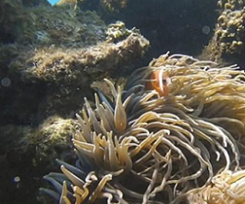 Fish supply affected due to reef damage. Credit - Jeshu Lal, www.fbcnews.com.fj