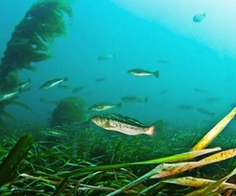 Kelp bass swim through eelgrass habitat in the Pacific Ocean Adam Obaza/NOAA Fisheries West Coast