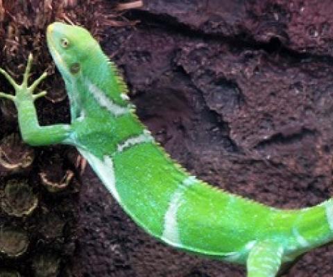 A Fiji crested iguana in the Perth Zoo. Credit - Sean Mack