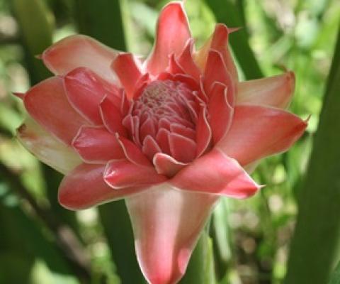 Credit - Rhett A. Butler/Mongabay.