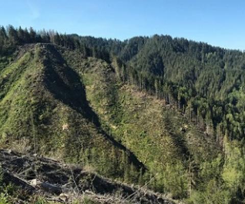 A clear-cut slope in the Elliott State Forest, Oregon.Credit: Matthew Betts