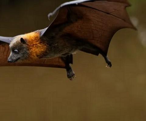 A fruit bat. Credit - Shutterstock