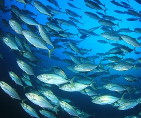 Three Micronesia-based purse-seine operators gain MSC certification. Credit - Bernadette Carreon, www.seafoodsource.com