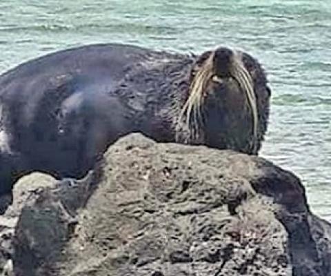 A mystery seal found on the rocks at Rukua Village in Beqa, Fiji. Photo - Fiji Ministry of Fisheries