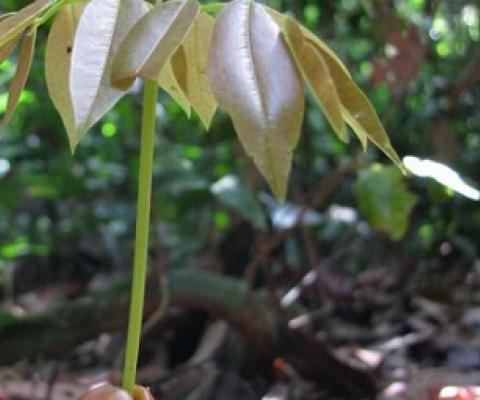 Tree seedling starting its life in the rainforest, Peru. Credit: Roel Brienen, University of Leeds