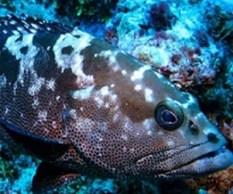 The Fiji Grouper (Kawakawa). Photo: Supplied/Fiji govt