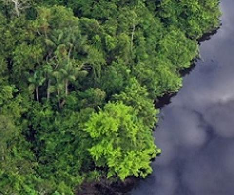 Consider what’s below the canopy, too, when counting up protected forest areas 